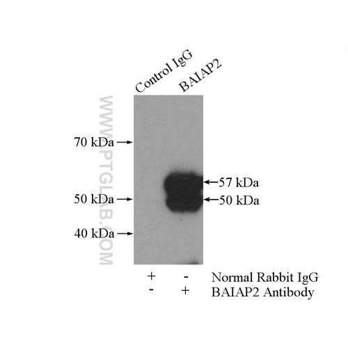 baiap2 rabbit polyclonal antibody (11087-2-ap)