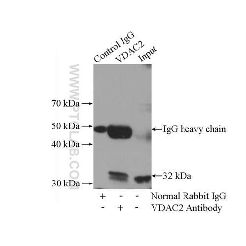 vdac2 rabbit polyclonal antibody (11663-1-ap)