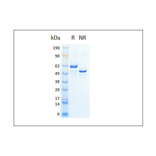 humankine recombinant human hsa, 1000ug