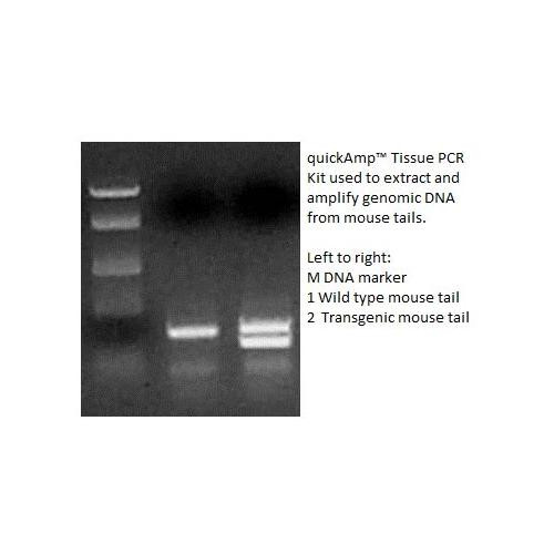 quickampt genomic tissue pcr kit, 100 reactions