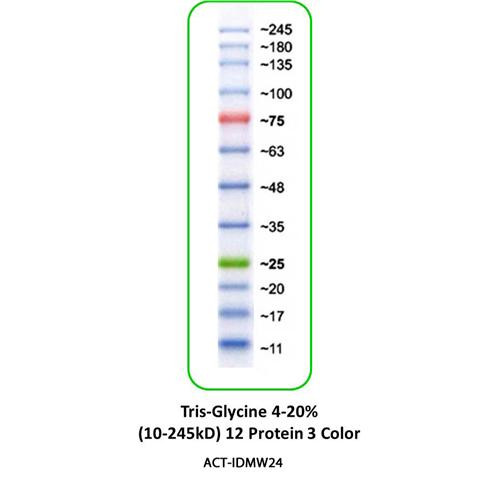 prestained marker 10 protein 3 colors (10-180kda), 150 loads