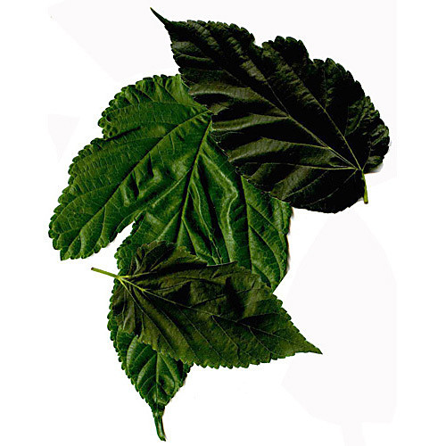 biodiversity study & biomass analysis , for 6 groups of 4-5 or 24-30 students.