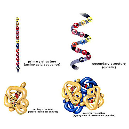 protein structure teaching kit