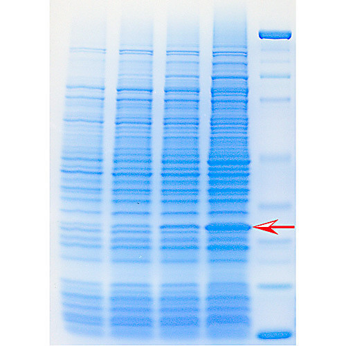recombinant protein purification, for 6 groups of 4-5 or 24-30 students.