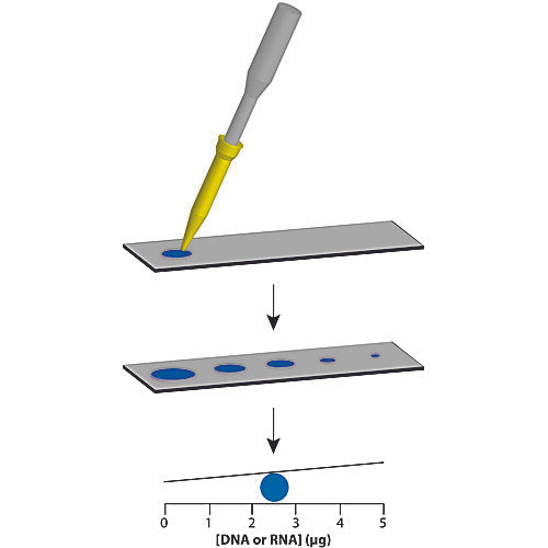 nucleic acid quantification, for 6 groups of 4-5 or 24-30 students.