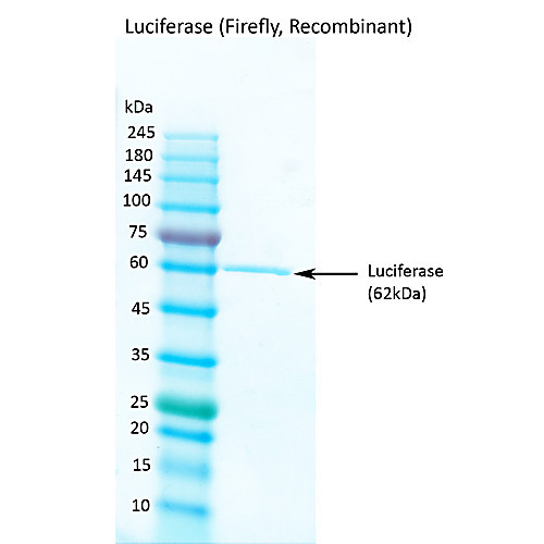 luciferase (firefly, recombinant), 0.5 mg