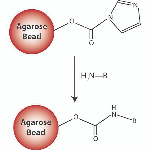 amine reactive agarose 10ml