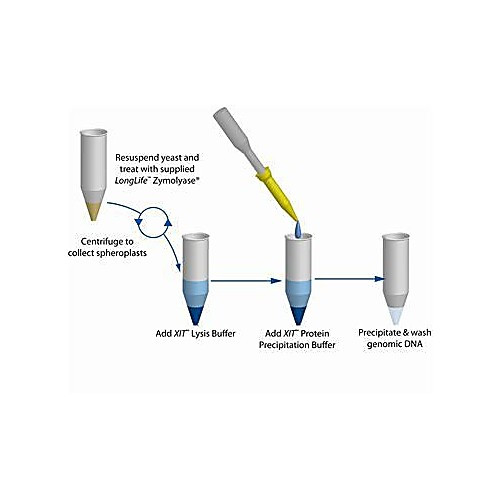 dna from yeast 25ml