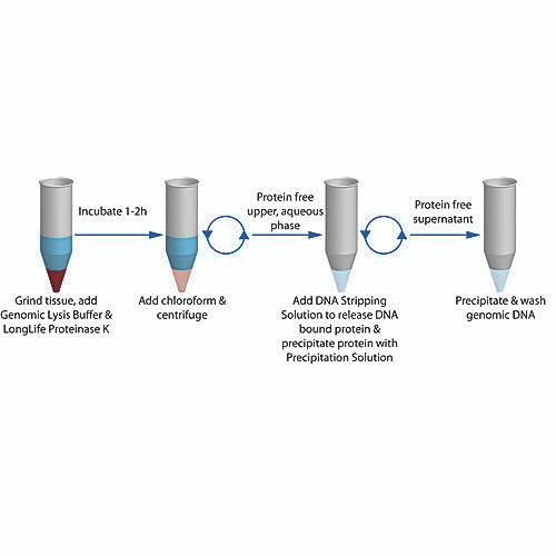 genomic dna extraction, 150prep