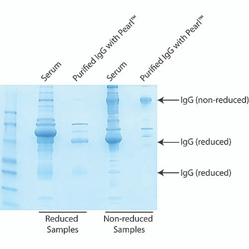 antibody cleanup kit 10rxn