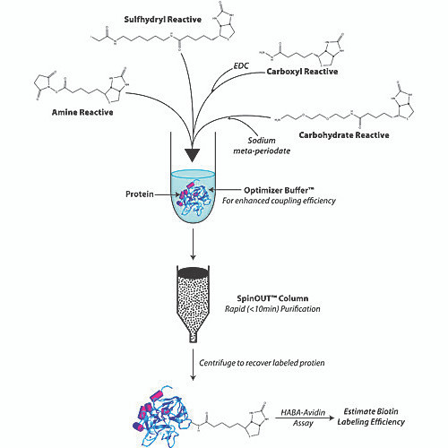 iodoacetyl lc biotn kt 10rxn