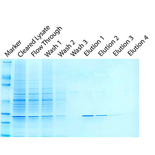 hook  gst protein purification kit (yeast)