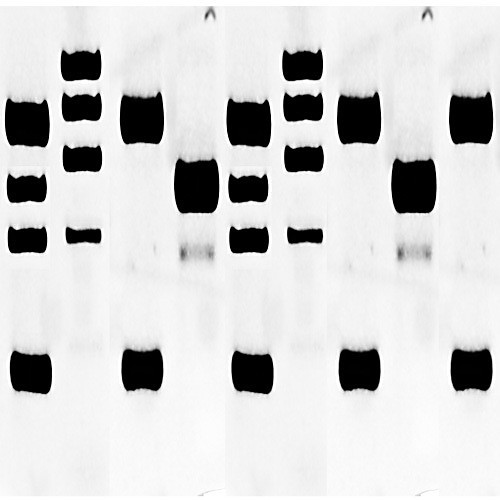rabbit eye tissue region blot, 1 blot