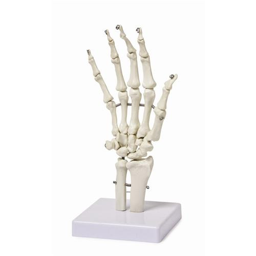 hand skeleton