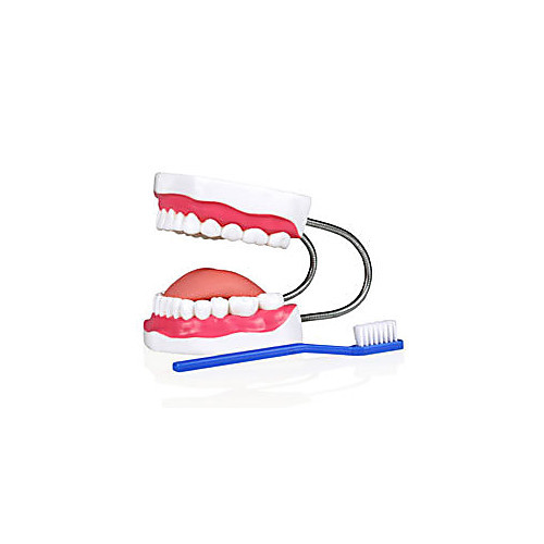 teeth model with brush