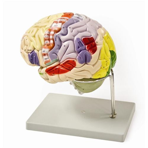 life size brain model, 3 parts