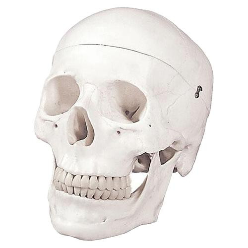 numbered human skull