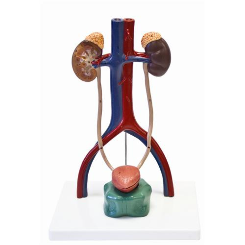 urinary system model