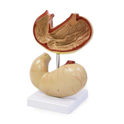 stomach model, 1.5x life size