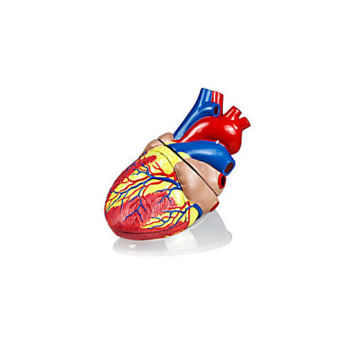 jumbo heart model- 3 parts, 5x natural size