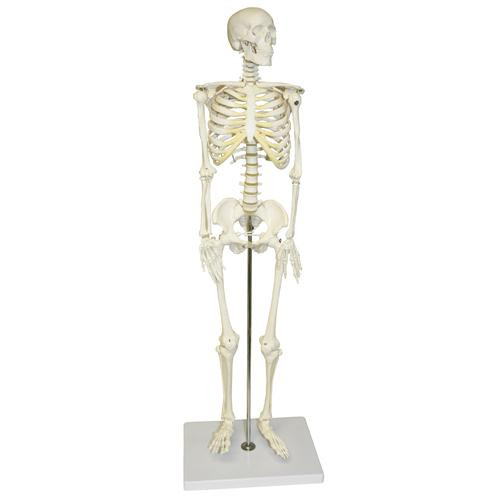 half size human skeleton with nerves and arteries