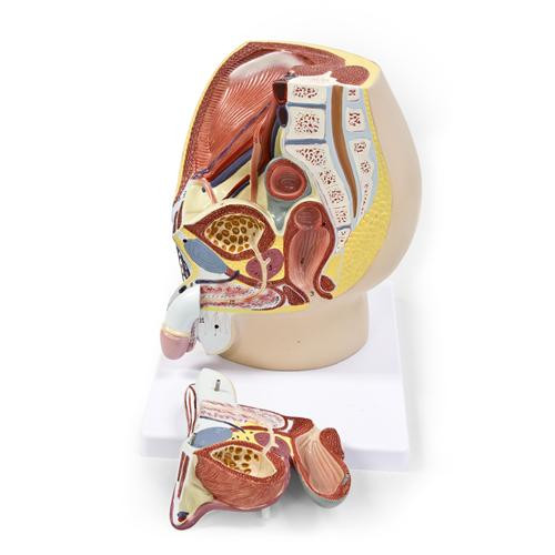 male pelvis model (c08-0705-852)