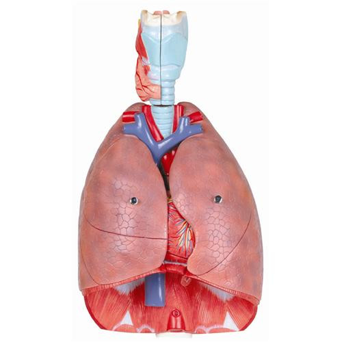 human respiratory system model with magnified alveolus