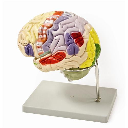 color-coded human brain model