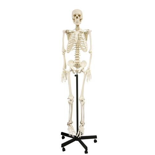 full-size skeleton - hanging