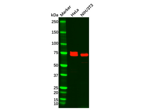 carcino embryonic antigen cea antibody (c09-0739-517)