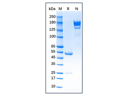 myeloperoxidase mouse mab (c09-0739-537)