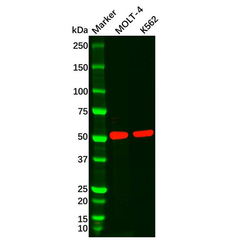 cd1a mouse mab (c09-0739-622)