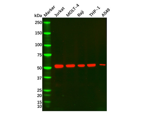 cd5 mouse mab (c09-0739-636)