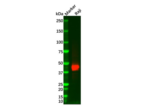 cd23 mouse mab (c09-0739-651)