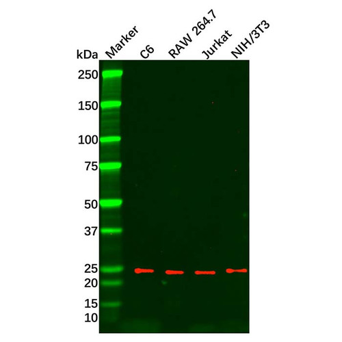 il-33 mouse mab (c09-0739-663)