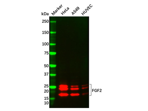 recombinant fgf2 antibody (c09-0739-665)