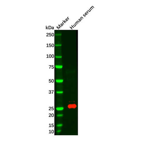 recombinant kappa light chain antibody (c09-0739-844)