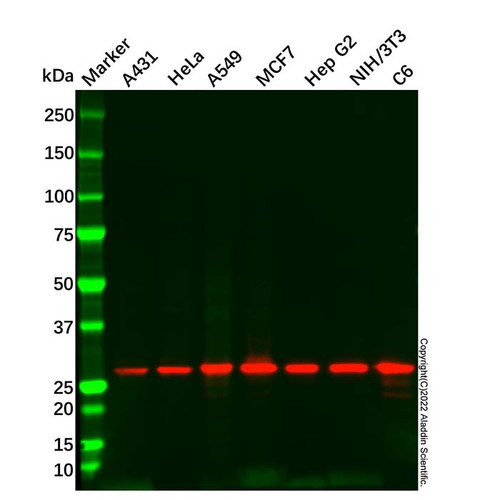 14-3-3 sigma/sfn antibody (c09-0739-889)