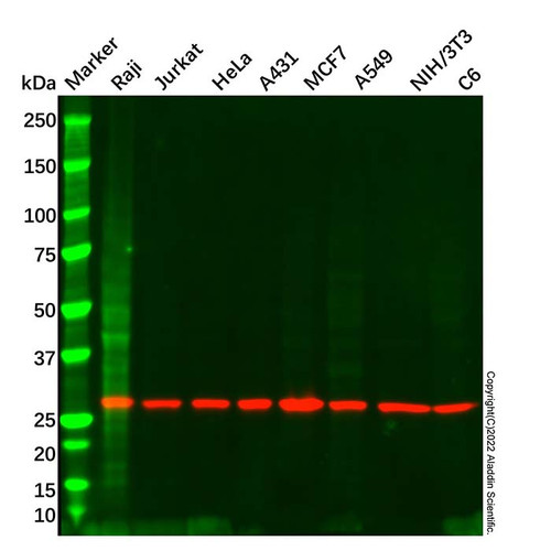 14-3-3 zeta mouse mab (c09-0739-899)