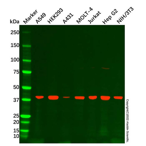 acat1 antibody (c09-0739-929)