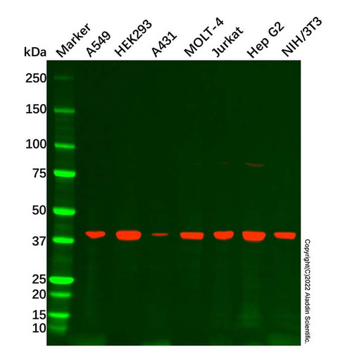 acat1 antibody (c09-0739-931)