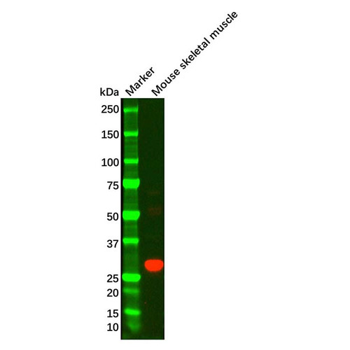 adiponectin mouse mab (c09-0739-947)