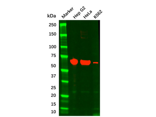 albumin mouse mab (c09-0739-974)