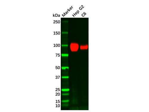 atp1a1 mouse mab (c09-0740-007)