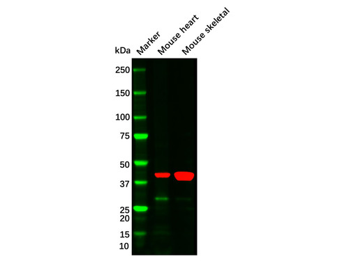 alpha-smooth muscle actin mouse mab (c09-0740-015)