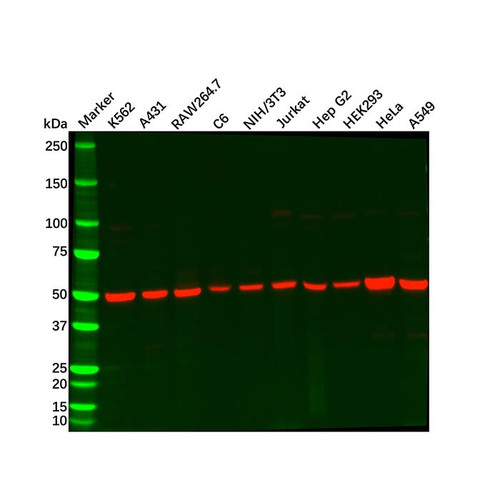 recombinant alpha tubulin antibody (c09-0740-026)