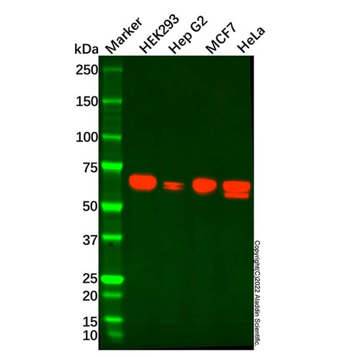 ampk alpha 2 mouse mab (c09-0740-049)