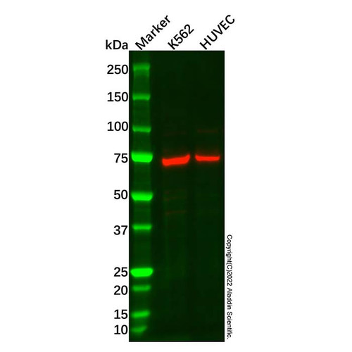 angpt2 antibody (c09-0740-062)