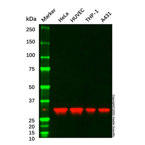 anxa5 mouse mab (c09-0740-073)