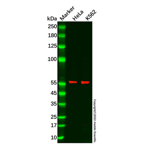 arih2/triad1 antibody (c09-0740-114)